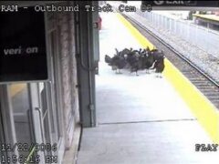 Turkeys Grab Next Train Out